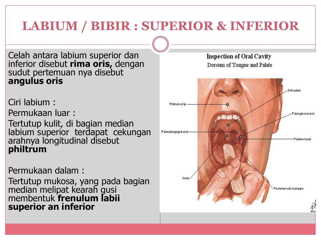 Cavum Oris Fidya DRG. MSI ppt download